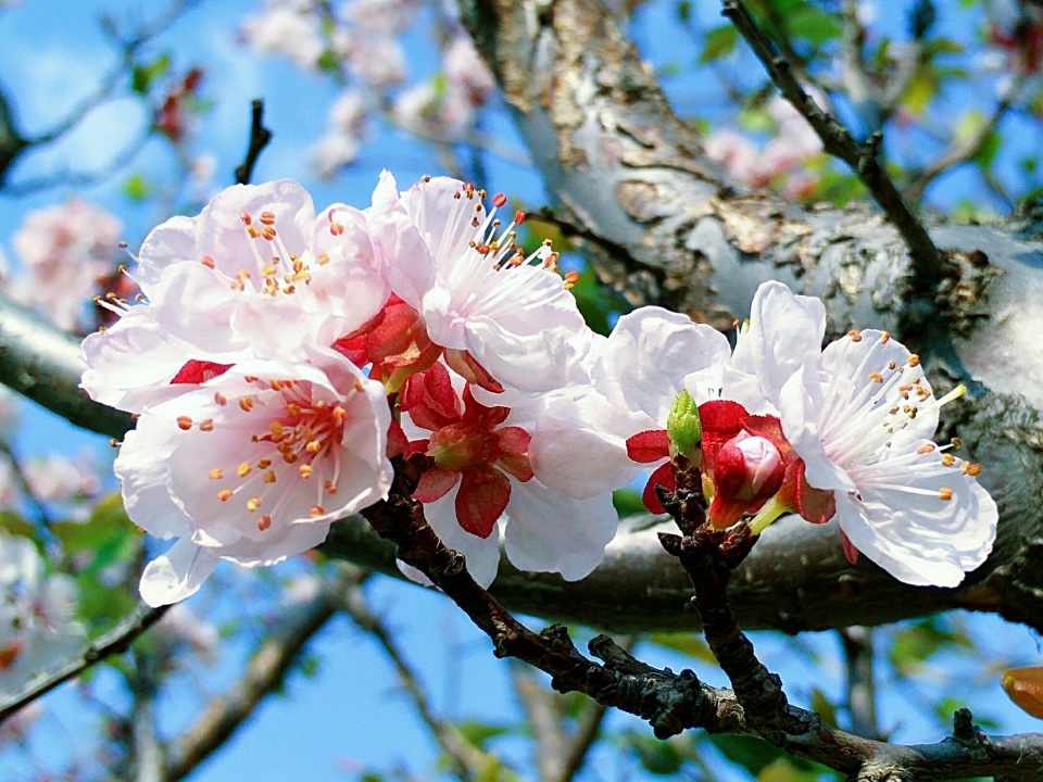 江神子·杏花村馆酒旗风